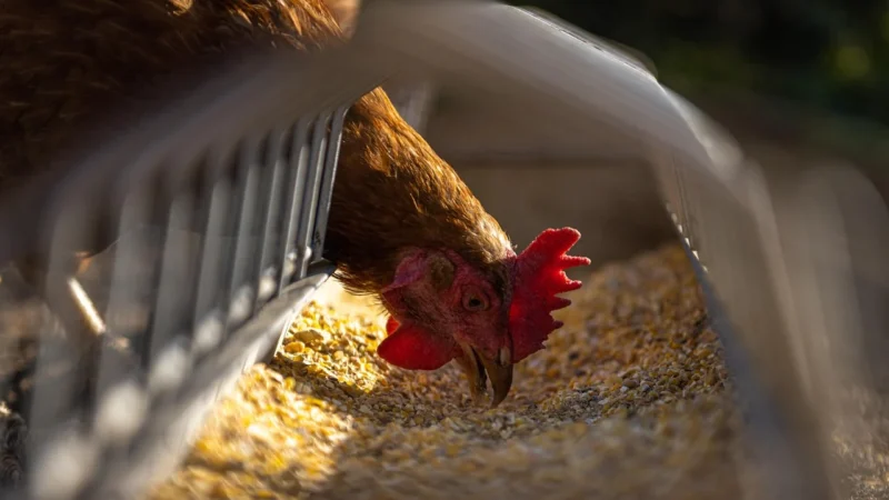 Agronet Poidło Karmnik Dla Drobiu Kur Gęsi Kaczek 6L 6Kg (POIDŁOIKARMNIKDLADROBIUWZESTAWIE)