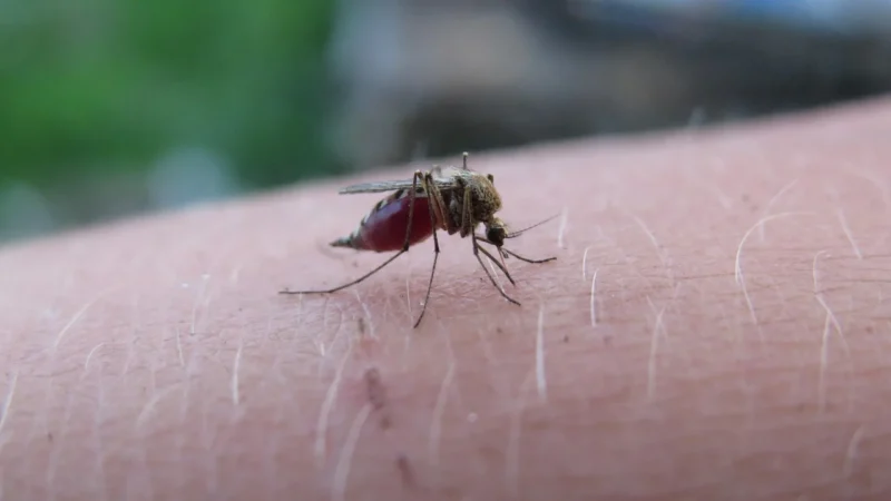 Aspir ASPIVENIN miniatur.pompka ssąca 1 szt.