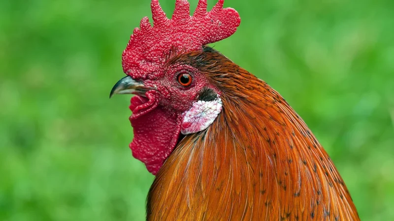 Dermalight 80 – Grzebień Uv Do Skutecznej Fototerapii