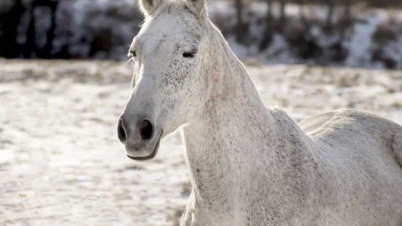 DOLFOS DOLLICK HORSEMIX UNIVERSAL WITAMINY, MINERAŁY, AMINOKWASY