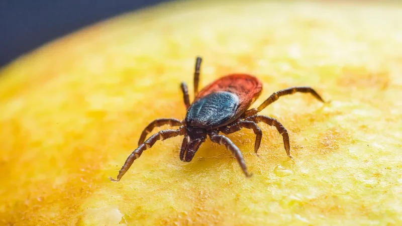 Kick The Tick Zestaw Do Bezpiecznego Usuwania Kleszczy