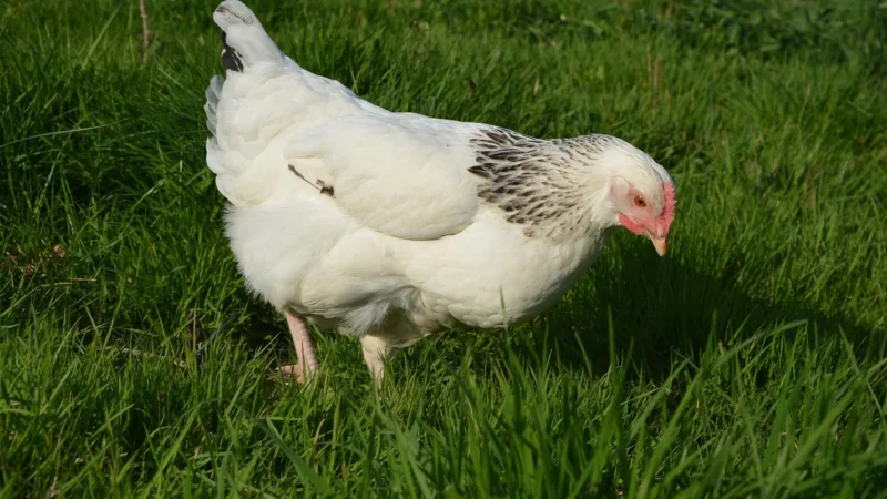 Kokoszka Smakoszka Pasza dla kur niosek Granu 25kg