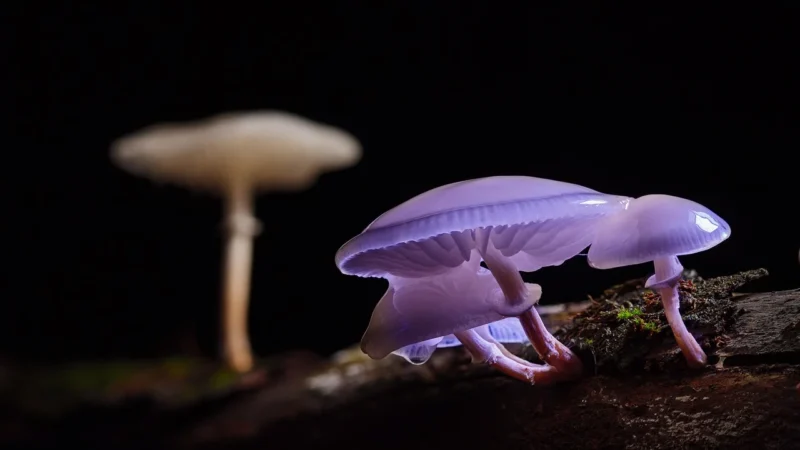 Orimed Roy-B236 Dźwignia Korzeniowa Modyfikowana Ząbkowana Szer. 5mm