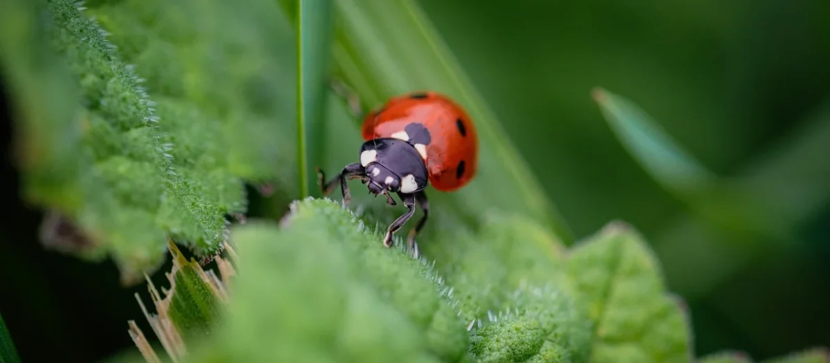PRZYŁBICA OCHRONNA 0,5 mm bezbarwna z paskiem – z podwyższoną odpornością na zaparowanie.