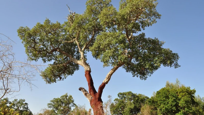 Tablica korkowa 60×90