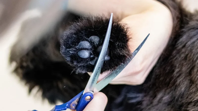 Wolf Nożyczki Groomerskie Fryzjerskie Do Strzyżenia 7,0 Gięte W Górę