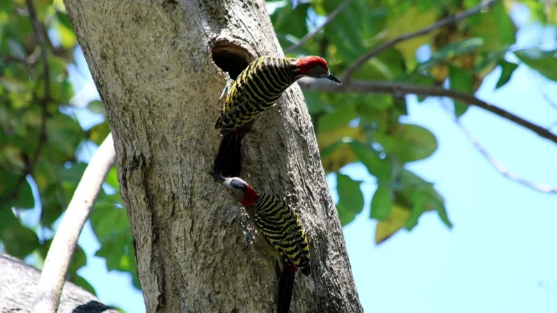 Woodpecker Końcówka Do Skaler Do Zamocowania Wierteł Fg Ed8 (Satelec Nsk Dte)