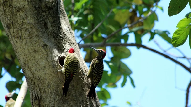 Woodpecker Skaler UDS P LED piezoelektryczny wolnostojący