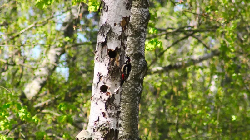 Woodpecker Skaler Ultradźwiękowy Dte D3 Standard Satelec/Nsk